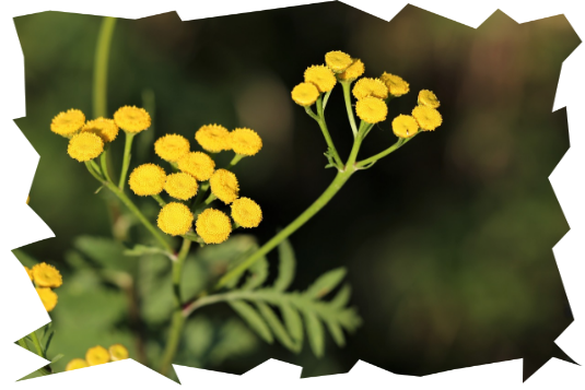 Elicriso